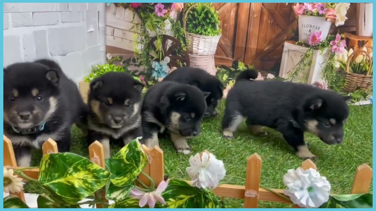 746143 豆柴 - YouTube