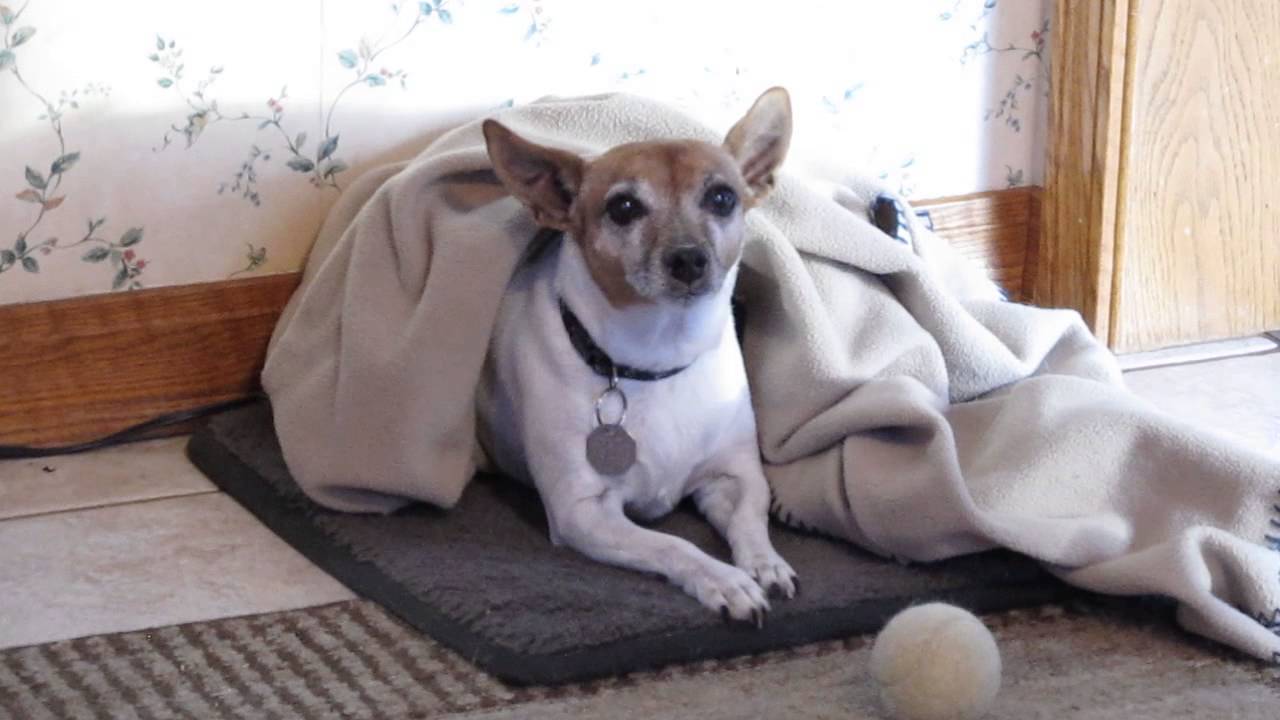 Heated Dog bed - YouTube