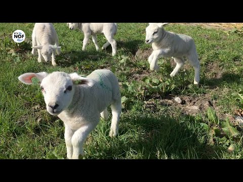 Lentegezicht: lammetjes springen in de wei