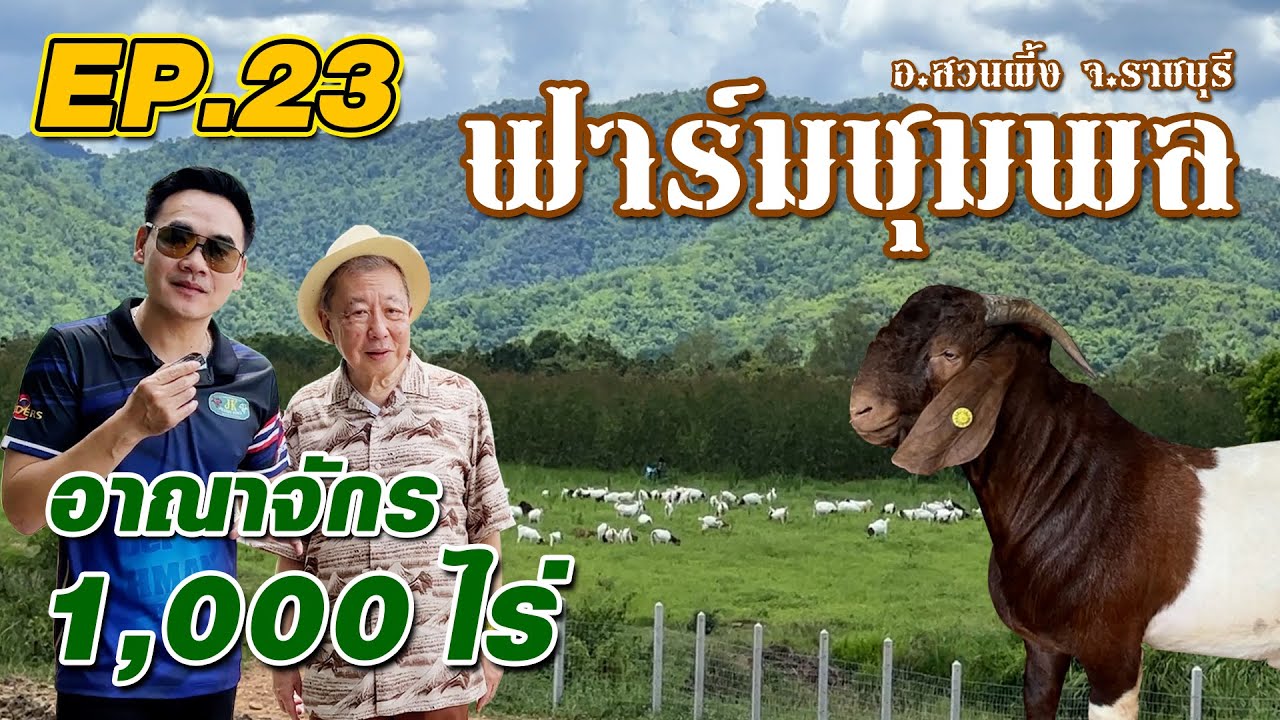 มาชมฟาร์มชุมพล แหล่งรวมพ่อ-แม่พันธุ์แพะ เยอะที่สุดจังหวัดราชบุรี / #เฮียหมูเจเคพนมแรนซ์