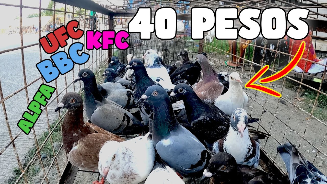 🔴MURANG TUKOD PURO CLUB NASA PANGASINAN🔥