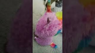 crazy house shorts episode 6 I'm c*ming for you