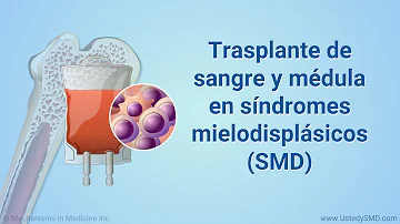 ¿Pueden curarse los SMD con un trasplante de médula ósea?