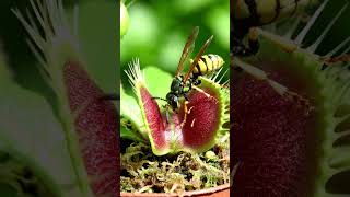 Venus Flytrap Catches Insect in Real Time 🌿 Incredible Carnivorous Plant Time-Lapse