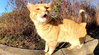 甘えん坊の茶トラ猫がトコトコと駆け寄って来て甘えてきた