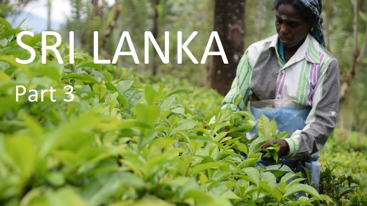 TRAVEL: Sri Lanka | Kandy | Temples | Batiks | Spice garden | Tea | DAY 3 & 4