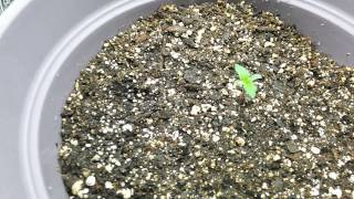 Blueberry Bliss off to a good start