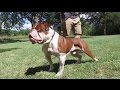 Evolution's Brick Wall - Olde English Bulldogge