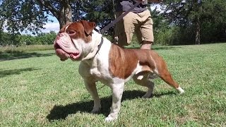 Evolution's Brick Wall  Olde English Bulldogge