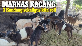 Review of the Kacang and Java Randu Goat Headquarters, Boer