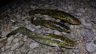 видео: Рыбалка на налима. Река Бира картинка: Рыбалка на налима. Река Бира