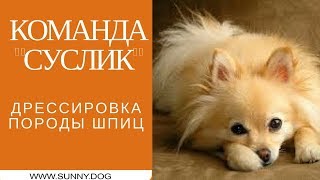 Команда "суслик". Дрессировка шпица Команда "суслик". Дрессировка шпица