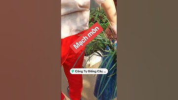 Tác dụng chữa bệnh của cây mạch mônMạch môn là cây thân thảo với phần rễ củ có nhiều lợi ích