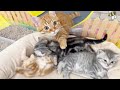 ちょっとだけ脱走してみたい赤ちゃん子猫たちと絶対脱走させたくない子猫のぽちゃくん💓