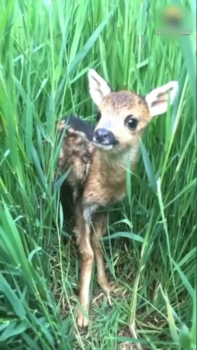ANAK KIJANG 🦌