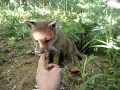 Me feeding a fox cub :3