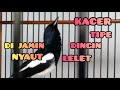 Kacer Tipe Dingin Di Jamin Akan Nyaut Dengan Pancingan Kacer Ini Mp3 - Mp4 Download