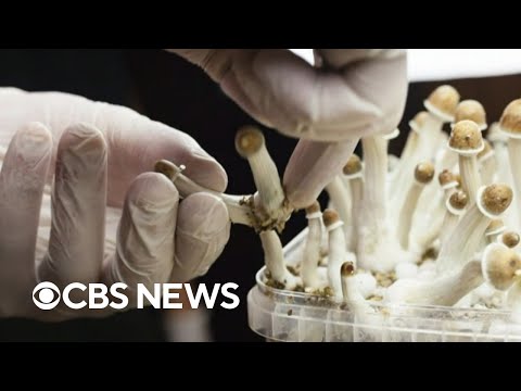Study finds psychedelic mushrooms can be used to treat depression