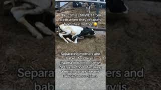 Newborn Calf Taken Away From Their Mother #shortsfeed