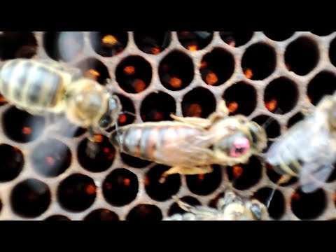 Маленькая история