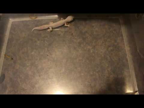 how to video while playing music MACK SNOW MURPHY PATTERNLESS POSS HET EMBER FEMALE LEOPARD GECKO UPDATE DECEMBER 2016
