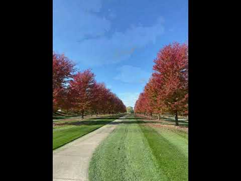 Britton Falls Autumn 2021 Tree Transition