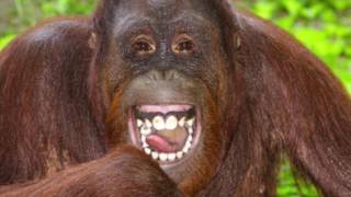 Orangutan Official Music Video Noisemakers