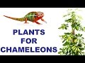 Chameleon Plant Care: Treating, Cleaning, and Selecting for Reptile Habitats