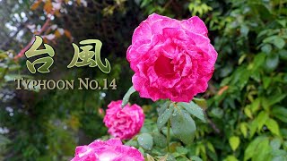 KANAGAWA. Autumn flowers during Typhoon No.14 approaching with heavy rain. #4K #秋バラ #台風14号