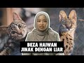 Beza Haiwan Jinak dengan Liar