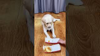 Dog funny video viral #cat #funny#pets #cat #funnyanimals #funnydogs #cat #catvideos #trynottolaugh