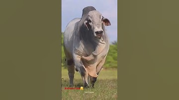SAPI RAKSASA IKUT JOGET AJOJING || SAPI || ANIMALS || #shorts #animals #mengenalhewan #ajojing