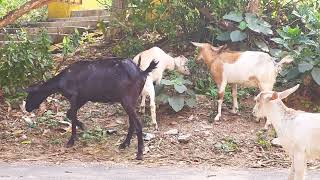 Cute Baby goat funny video