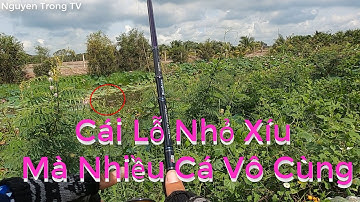 Câu Cá Lóc Ngoài Tràm Chim #30.Cái Lỗ Nhỏ Xíu Mà Cá Thấy Ham | Cận Cảnh Cá Táp Mồi Thật hấp Dẫn