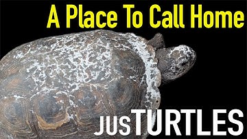 Gopher Tortoises Given a Second Chance