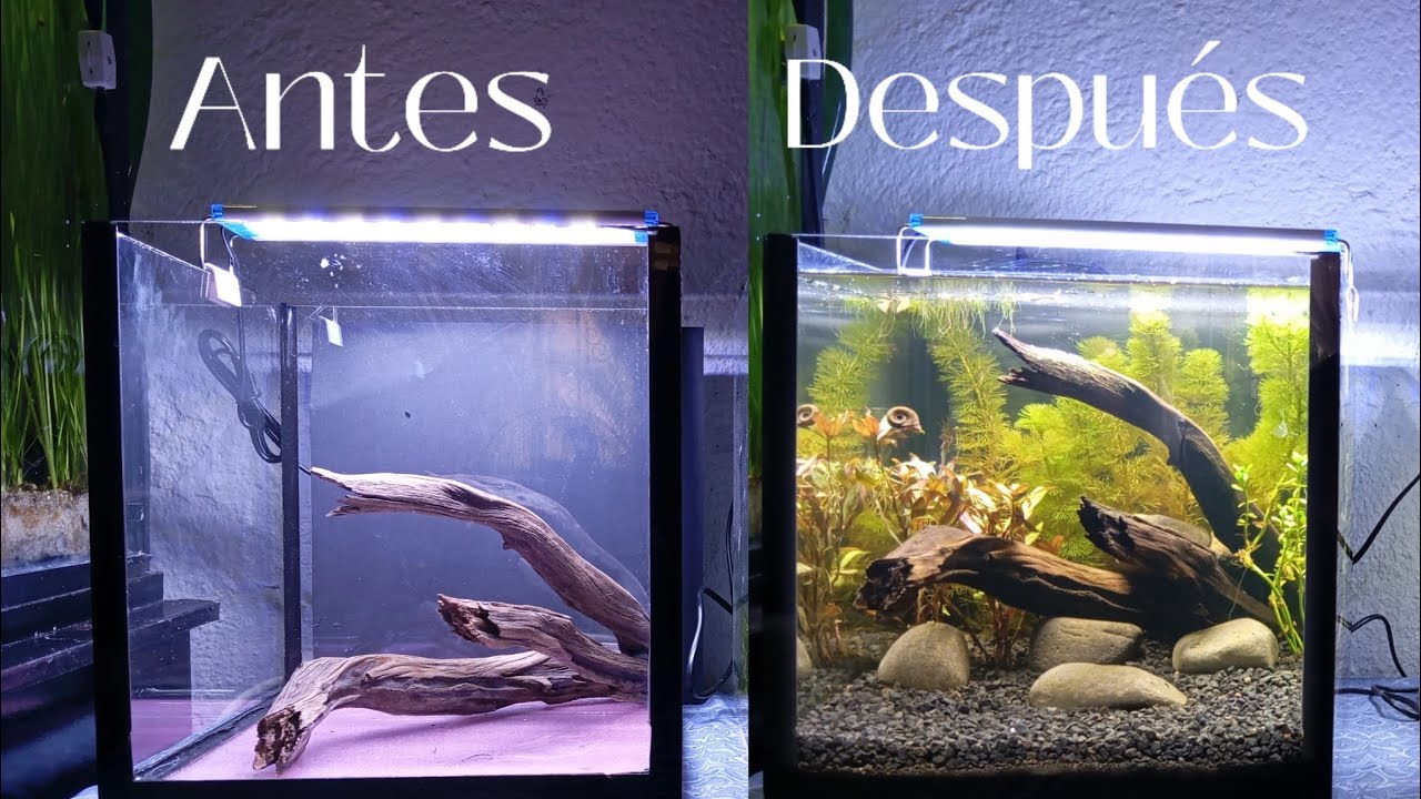 ACUARIO para BETTA DUMBO MEDIA LUNA PLATINO (Montaje)