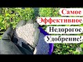 Как ДЁШЕВО и ЭФФЕКТИВНО ПОДКОРМИТЬ Виноград!