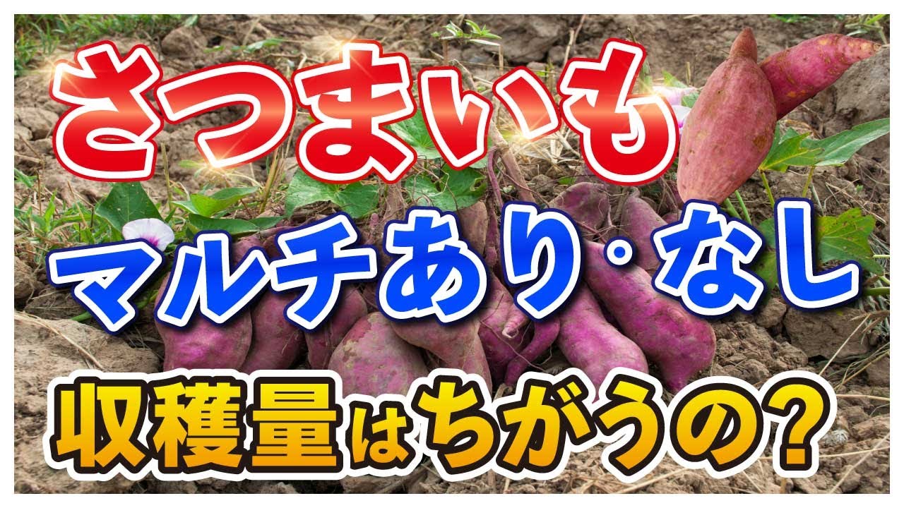 Sweet potatoes] Does the yield differ with or without mulch