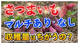 【FIXX】さつまいもの苗 送料込 Sweet potatoes] Does the yield differ with or without mulch