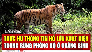Thực hư thông tin hổ lớn xuất hiện trong rừng phòng hộ ở Quảng Bình