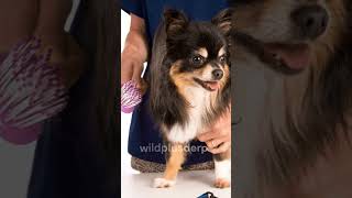 5 Steps to StressFree LongHaired Chihuahua Grooming #ytshorts #viral #chihuahua #dog #animals