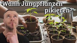 So pikierst du deine Jungpflanzen richtig – Der ideale Zeitpunkt & die beste Erde!  🌱