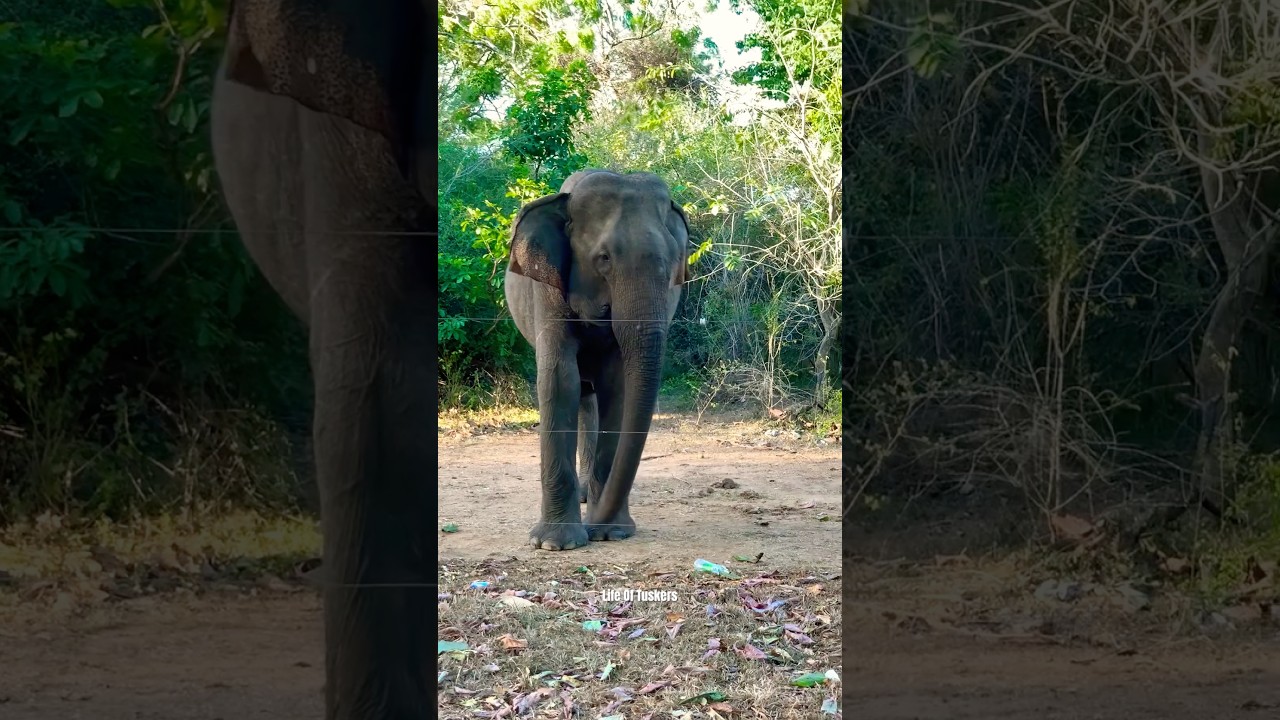 මේ හීලැ අලියෙක්නම් නෙවේ 😎❤️🙊 #all #1millionviews #wildelephant #lifeoftusker #srilanka #udawalawa