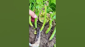 Cutting spinach with a big farm tool! 🌿⚒️ Powerful, quick, and satisfying. ✨#farming