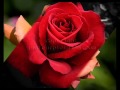 Эрнесто Кортазар -  Осення Роза / Ernesto Cortazar -Autumn Rose