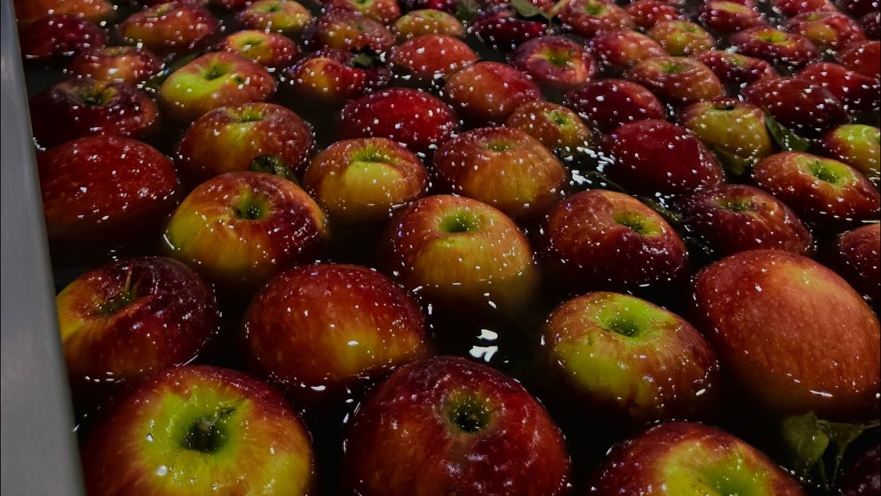 Cosmic Crisp Apple Process | News Package