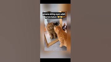 kucing #kucing #cutecatbandung #cutecat #cat #cutecatgangbang #cat #cutecatgangbang