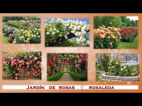 Video: Métodos Para Arreglar Un Jardín De Flores Con Rosas