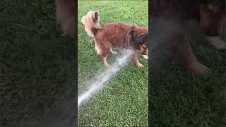 DOG HATE WATER