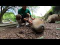 カピバラが次々に撫でられに来る Scratching capybara one after another